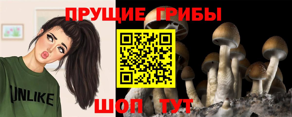 Галлюциногенные грибы Psilocybine cubensis  Вход с VPN  Баксан 